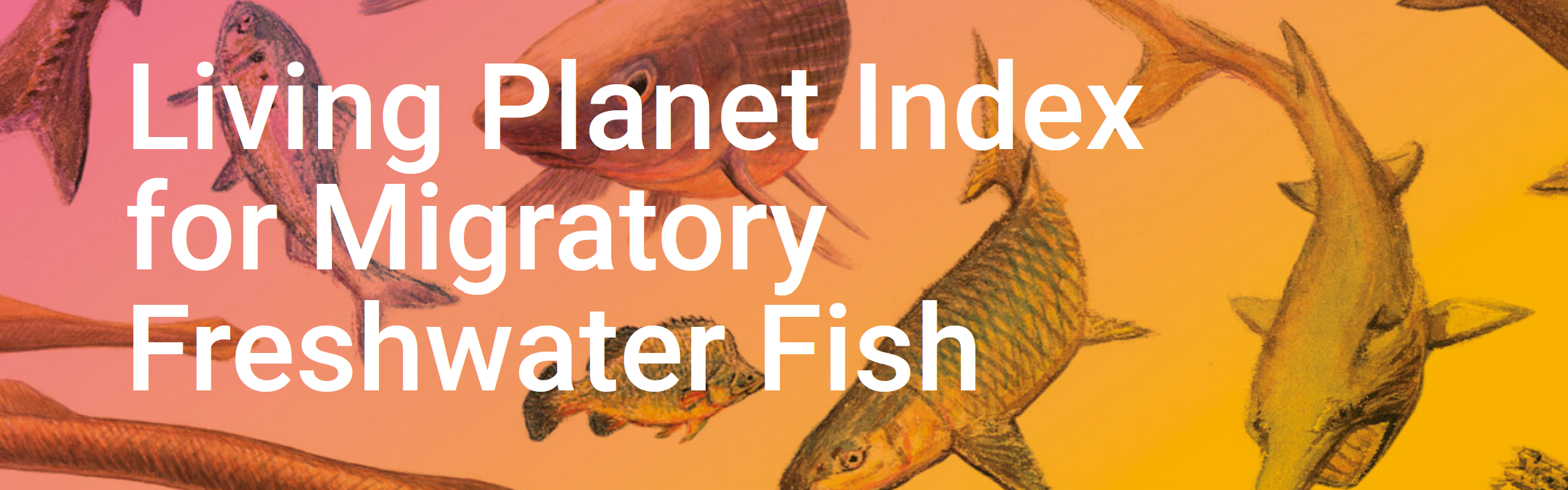 Living Planet Index for Migratory Freshwater Fish Update