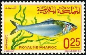 Morocco’s migratory fish