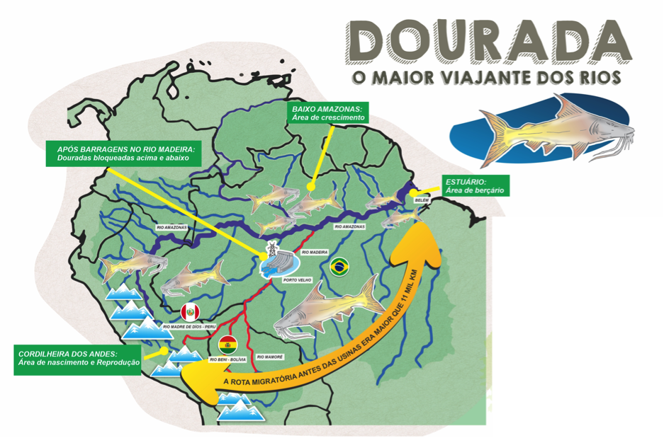 Threats and efforts for conservation in the Madeira basin: Solutions pass through scientists, citizens and traditional populations.