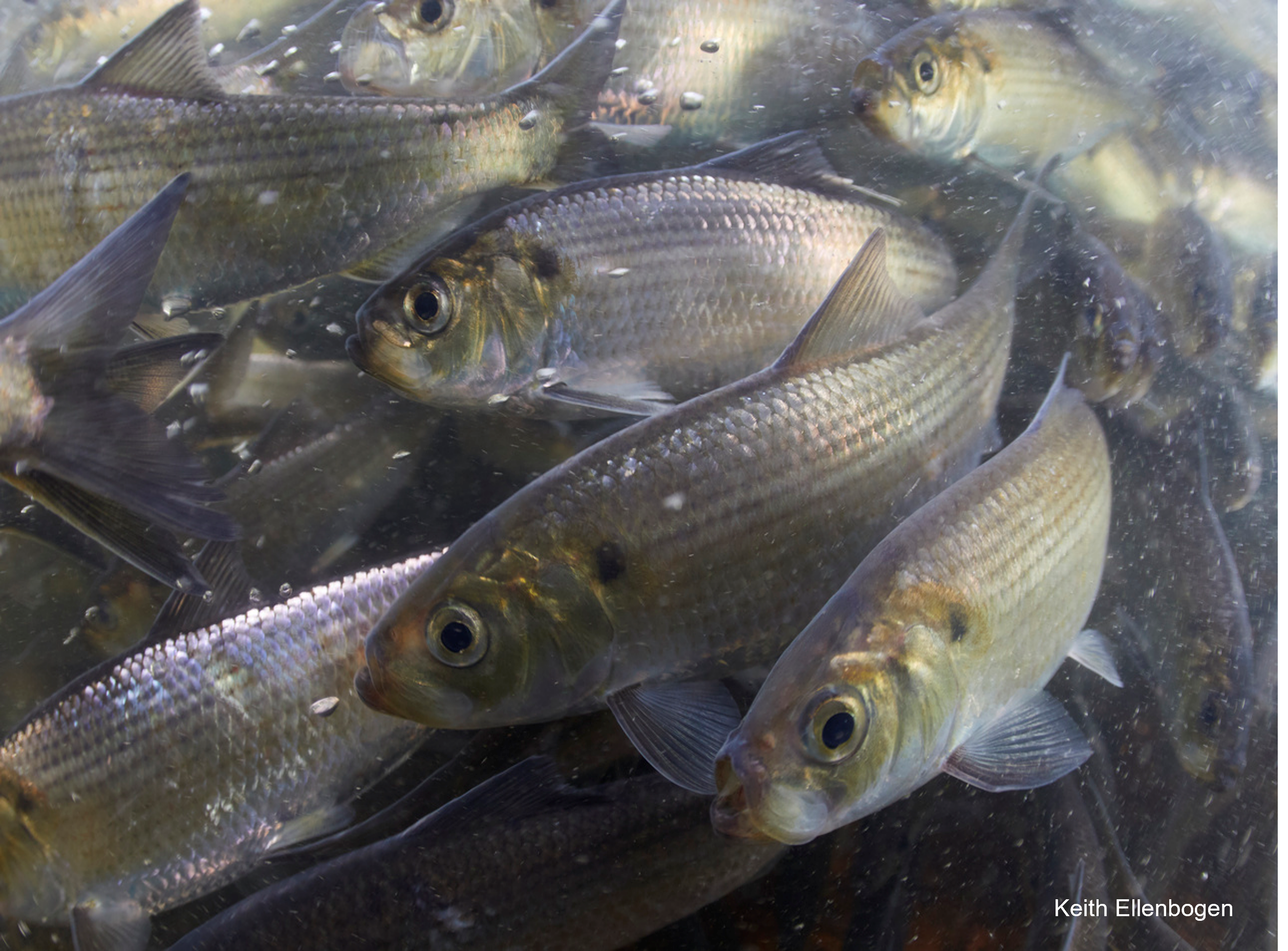 Fish Migration from Hawaii to Maine: The Nature Conservancy’s Virtual Celebration of World Fish Migration Day