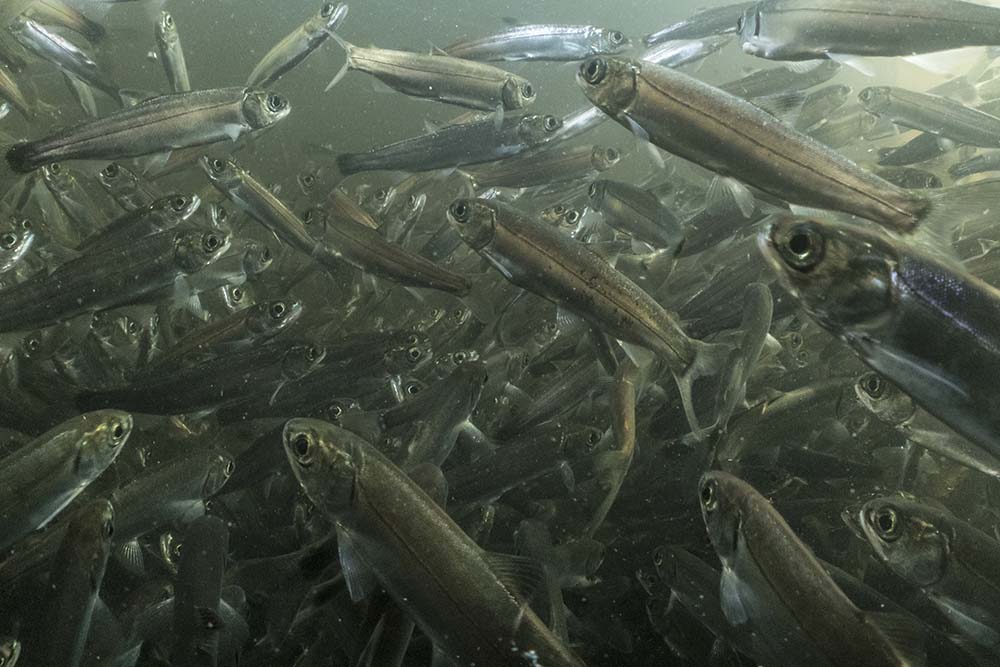 Film Launch – SMOLT: The Science of Salmon Outmigration
