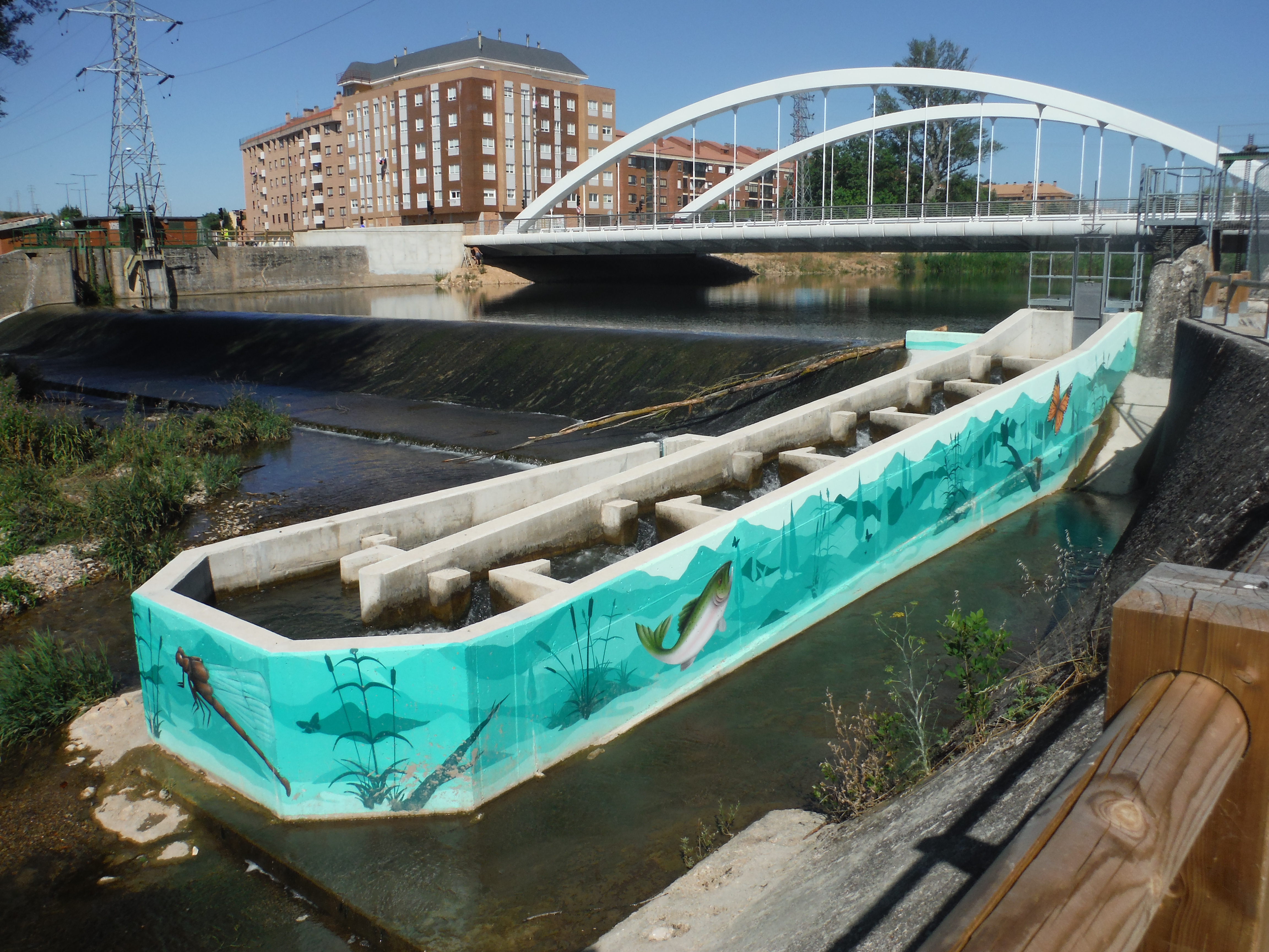 Burgos: fish friendly city