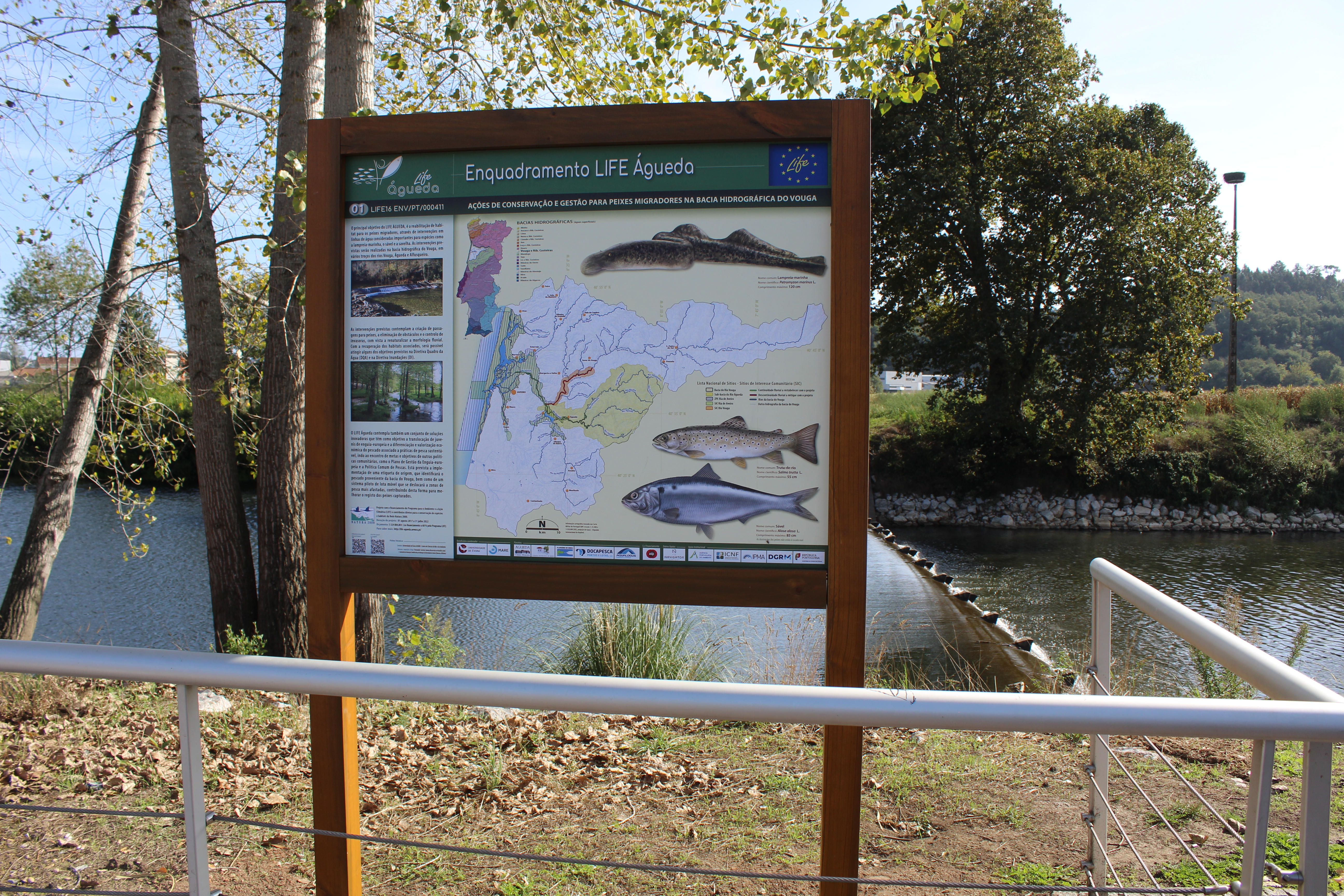 LIFE AGUEDA – up and down the river, getting to know the Vouga’s river basin migratory fish