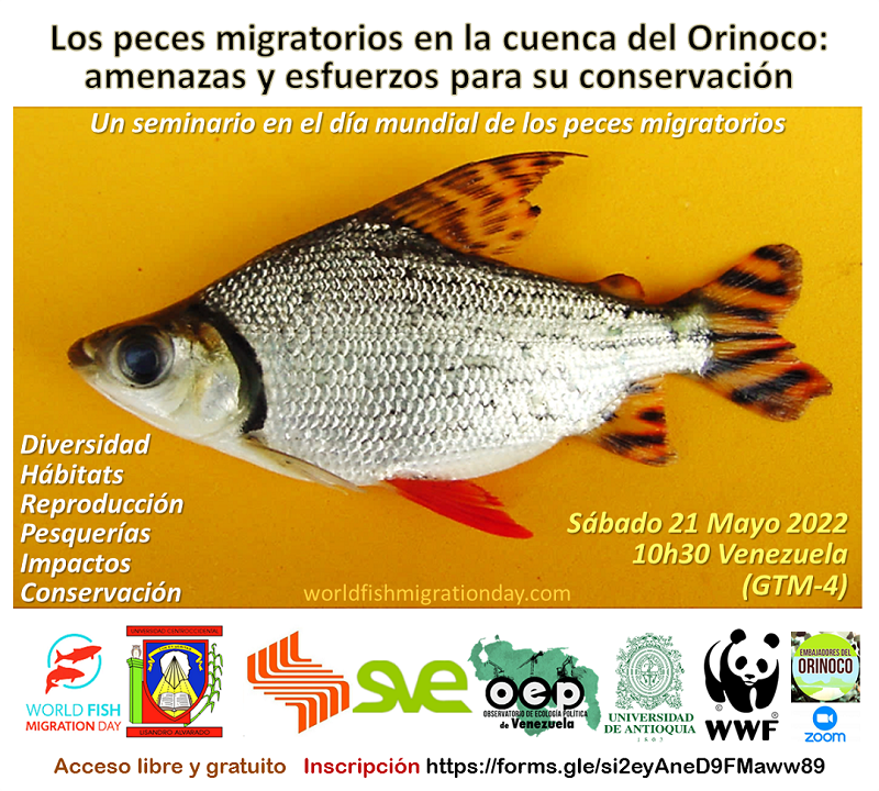 Rivers and migratory fish in the Orinoco basin: threats and efforts for their conservation