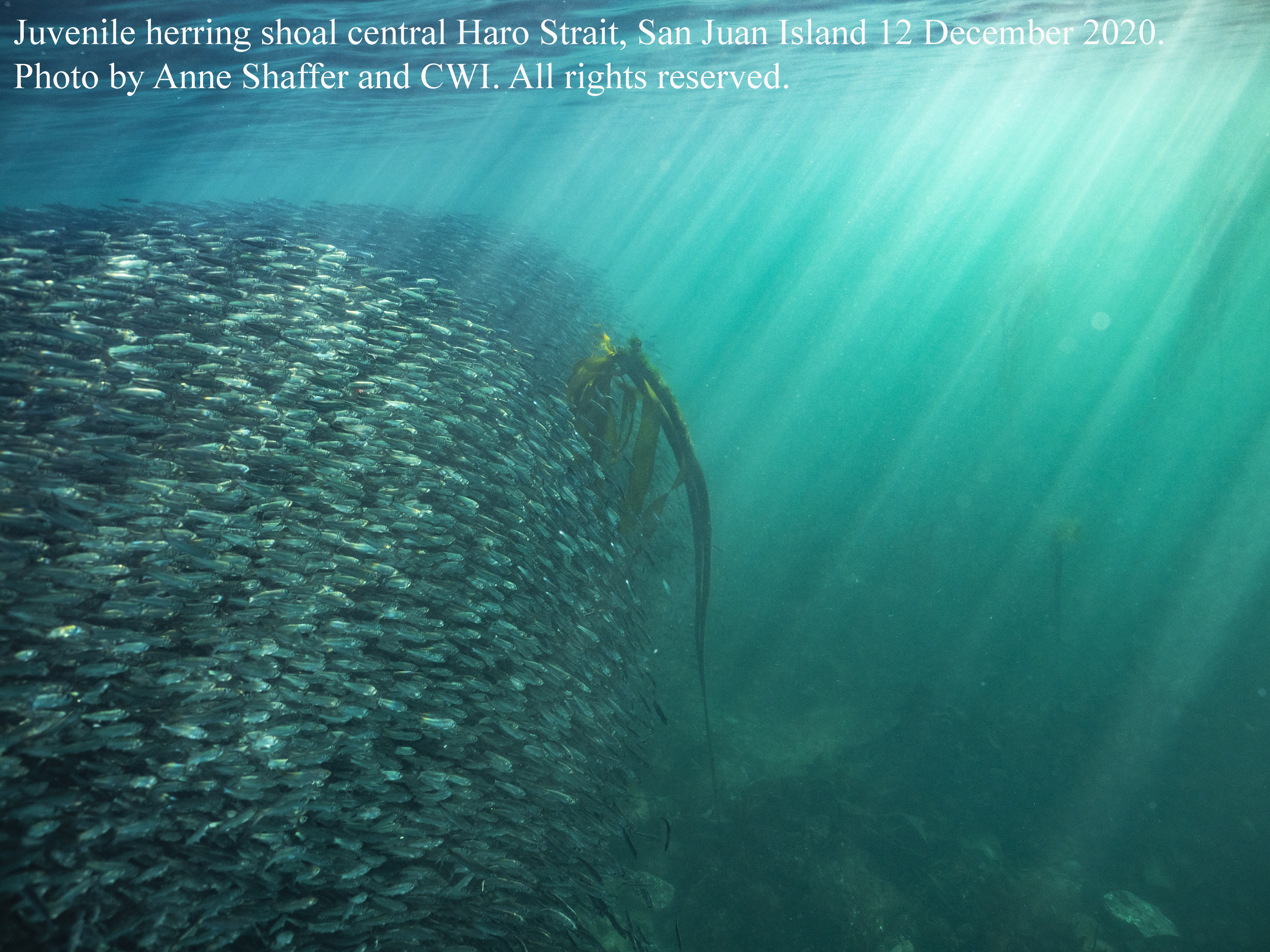 Herring Highway: a GIS storyboard of Salish Sea herring-World Fish Migration Day