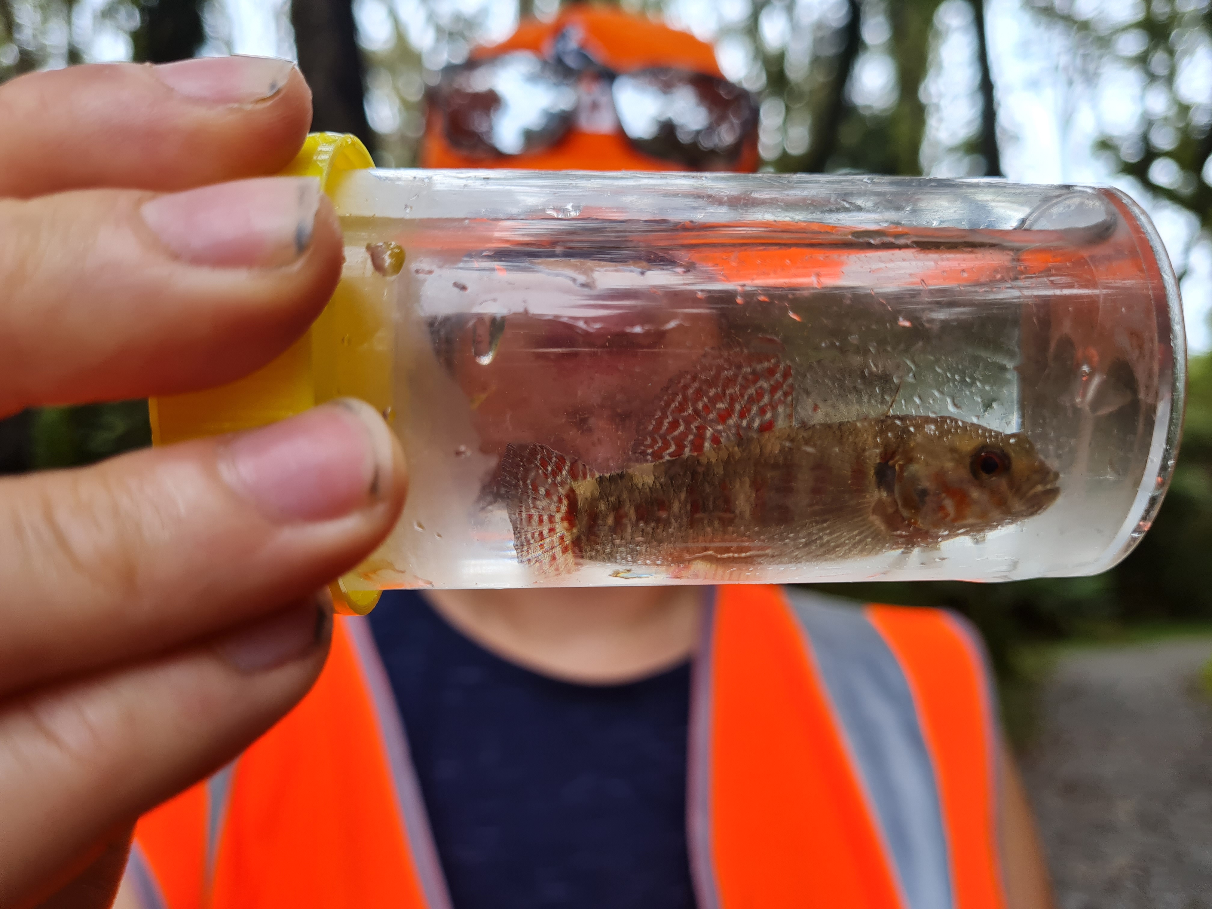 Freshwater Day; Introduction to Surveying Streams for Migratory Fish Species