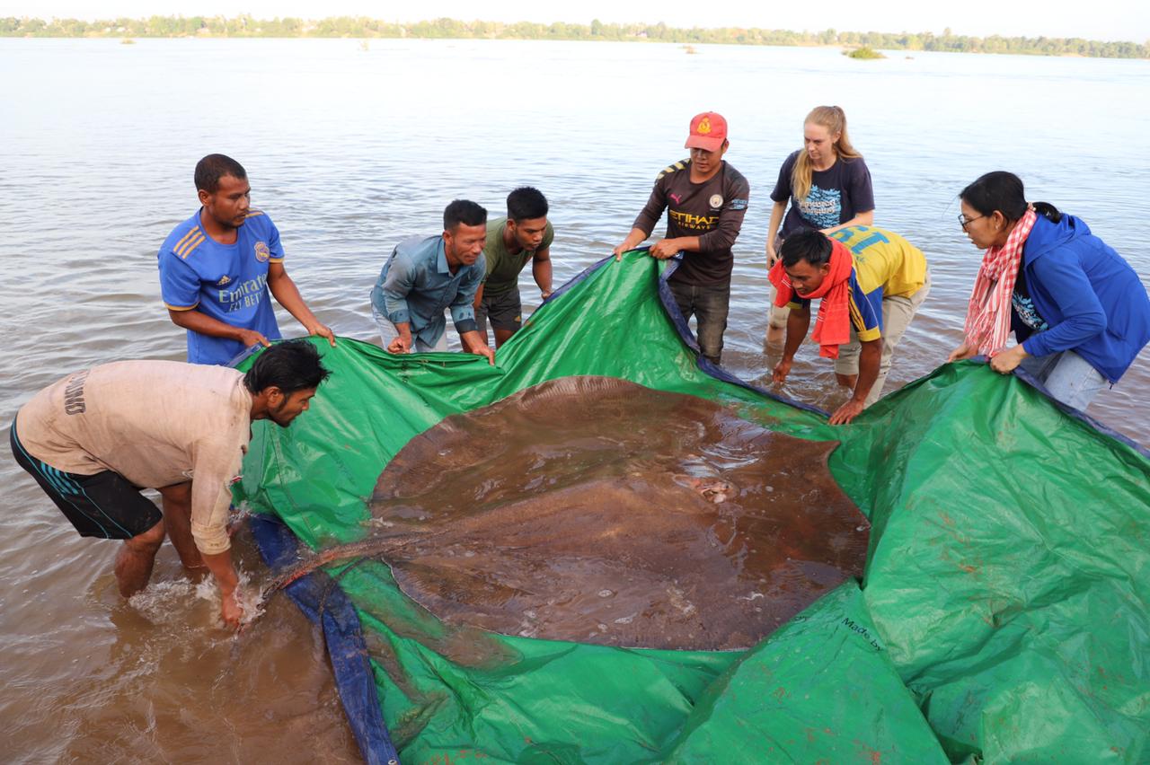 Catch & Release of the 180kg Mekong Giant Stingray