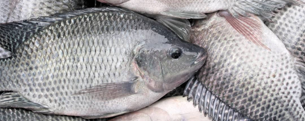 Sensibilisation des communautés locales dans la zone de travail de Focoder ASBL sur la non-usage du produit toxique karuku dans les rivières pour le but de recueillir les poissons