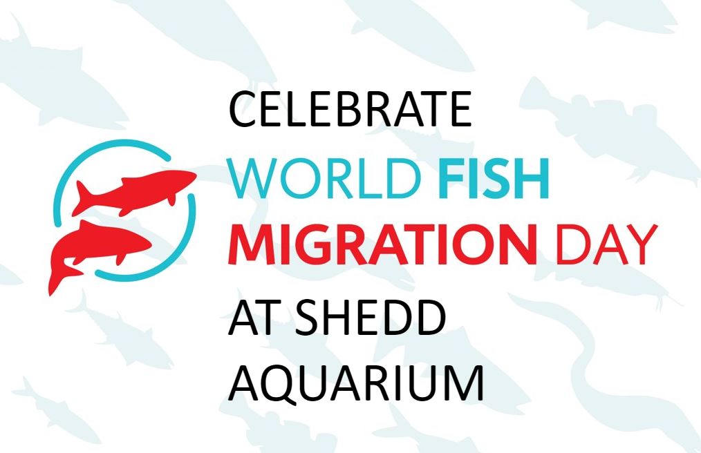 Celebrating migratory fishes at Shedd Aquarium