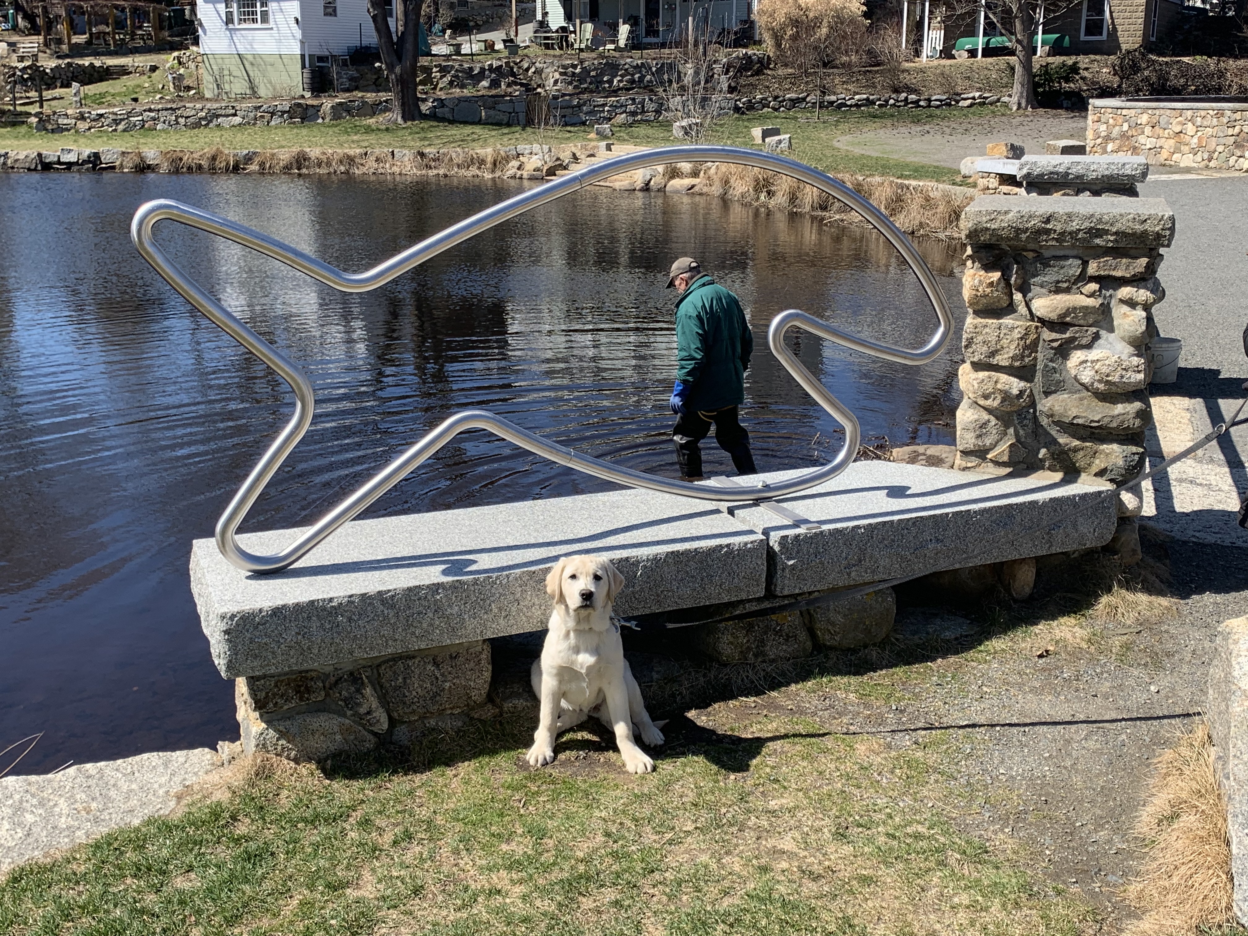 American eel Migration and Monitoring in Rockport, Massachusetts