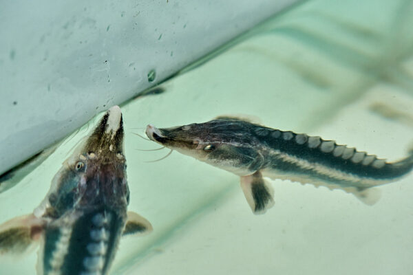 WWF Sturgeon Release @ Dunabe, Belene

Photo © 2020 Valentin ‘curly’ Zahariev / curly.photo