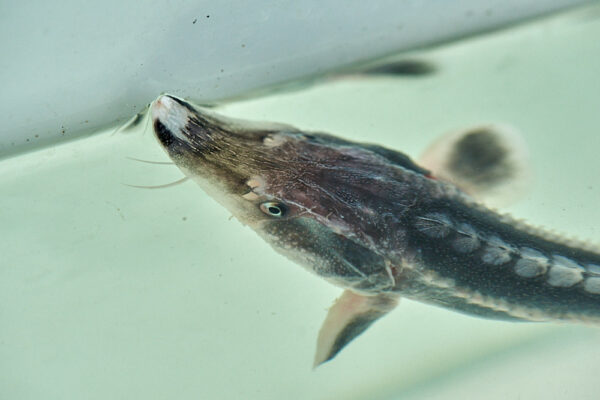 WWF Sturgeon Release @ Dunabe, Belene

Photo © 2020 Valentin ‘curly’ Zahariev / curly.photo