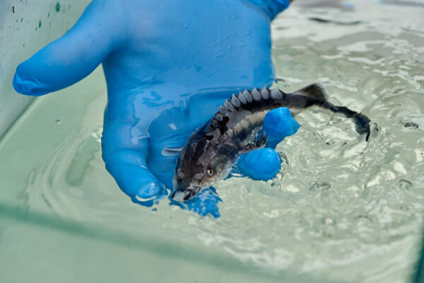 WWF Sturgeon Release @ Dunabe, Belene

Photo © 2020 Valentin ‘curly’ Zahariev / curly.photo