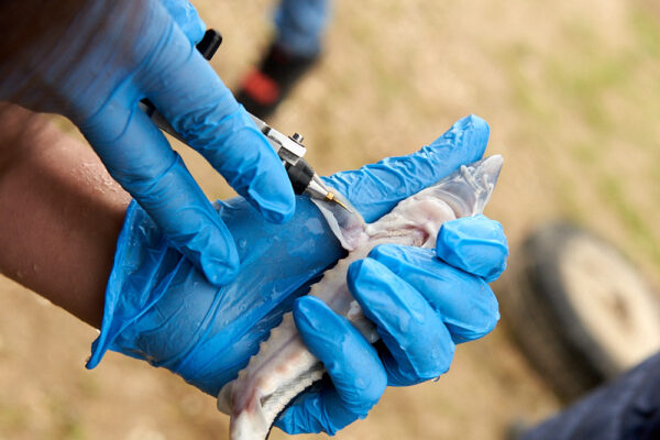 WWF Sturgeon Release @ Dunabe, Belene

Photo © 2020 Valentin ‘curly’ Zahariev / curly.photo