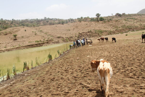 251_Ethiopia_2022©Abebe Getahun(Plantations along the shore of Melo River, one of the spawning sites of Labeobarbus spp.)