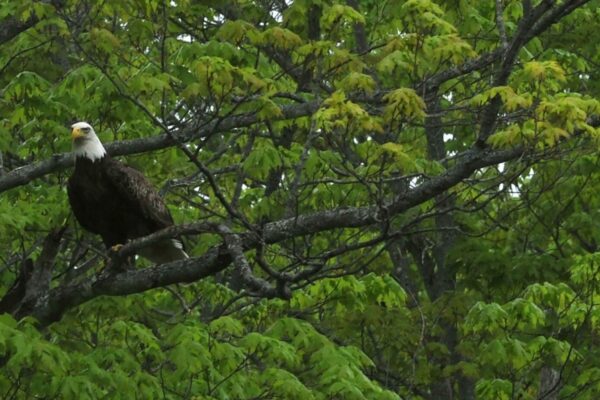 18753# 01alewives VASSALBORO, MAINE May 19, 2022. A bald eagle presides above a completed Denil fishway during an event that celebrated the project completion along Outlet Stream that flows past the Olde Mill Place at 934 Main St. in Vassalboro, Maine Thursday May 19, 2022. The event, hosted by Maine Rivers, featured a ribbon cutting by Maine Governor Janet Mills. The completed project clears the migration path up China Lake Outlet Stream for the alewives. The project is designed to restore river access and encourage the return of the alewives. The eagle watched from above the stream and flew away during the ribbon cutting portion of the event. (Morning Sentinel/Rich Abrahamson)