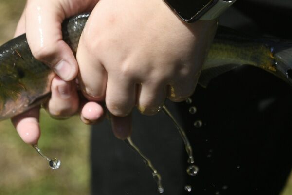 GARDINER, ME - APRIL 18 Gardiner Area High School student Natasha Marshall collects Wednesday May 18, 2022 an alewife for students to examine on Cobbossee Stream in Gardiner. (Staff photo by Andy Molloy/Staff Photographer)