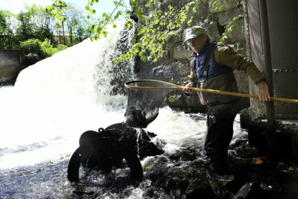 GARDINER, ME - APRIL 18 Kennebec Valley Trout Unlimited volunteer Greg Ponte nets Wednesday May 18, 2022 alewife for Gardiner Area High School students to examine at Cobbossee Stream in Gardiner. (Staff photo by Andy Molloy/Staff Photographer)