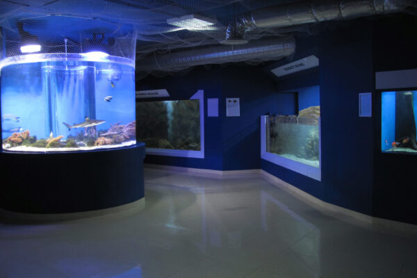 Aquarium - exotic fish sector