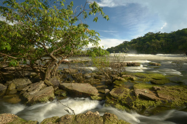 Denise Oliveira - São Simão, Amazon, 2014 - Zig Koch-WWF