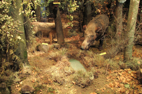 Dobrogean Forest DIORAMA