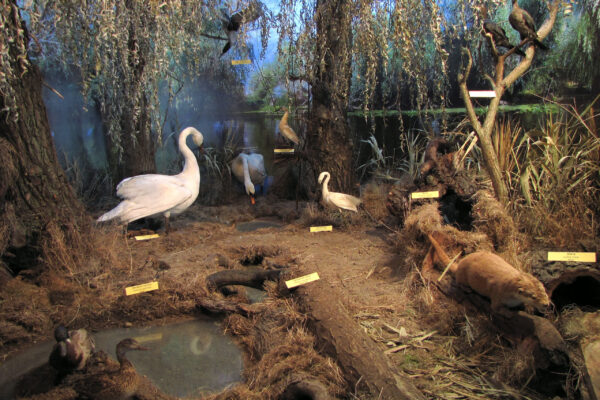 Fluvial Delta DIORAMA