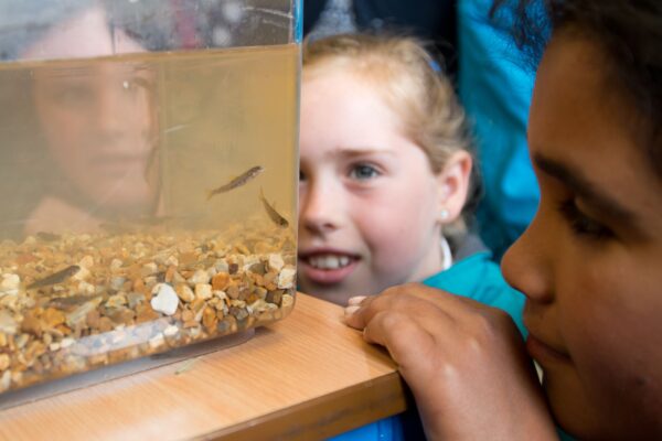 Year six pupils at Culmstock Primary School Elen Osborne (left ) and Sofia Goodwill with some of the salmon they are about to release into the River Culm in the village.
Credit Photo to Paul Glendell / Westcountry Rivers Trust 

Contact Photographer Paul Glendell 07802 480710