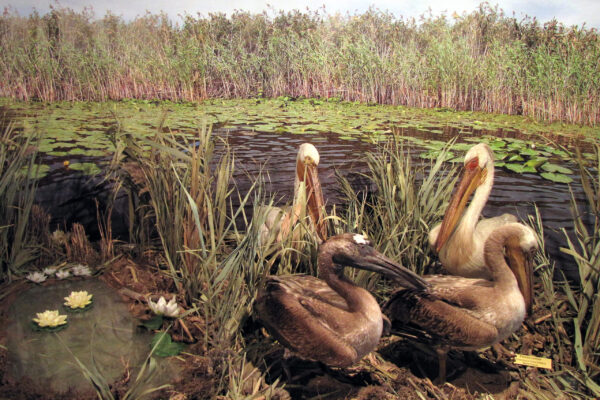 Pelicans DIORAMA (1)