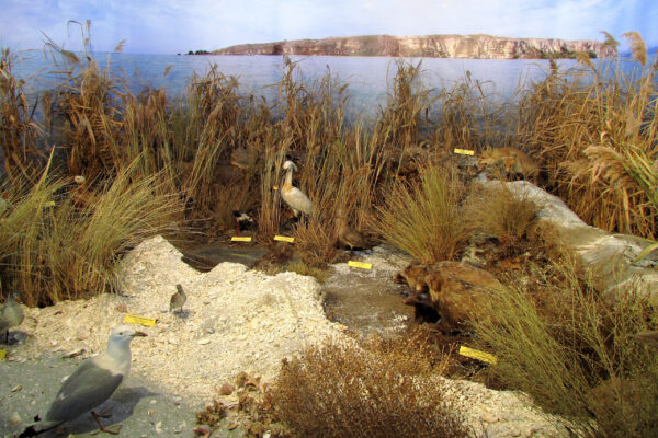 Razim-Sinoie Lagoon DIORAMA