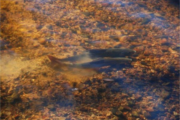 Spawning grayling in River Hjoån