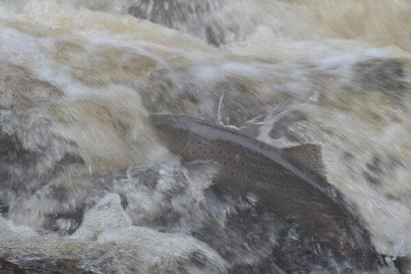 Trout in River Hjoån