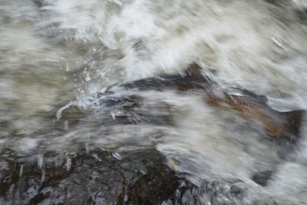 Trout in fishway