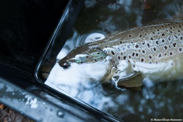 © Hans-Göran Hansson_Female trout